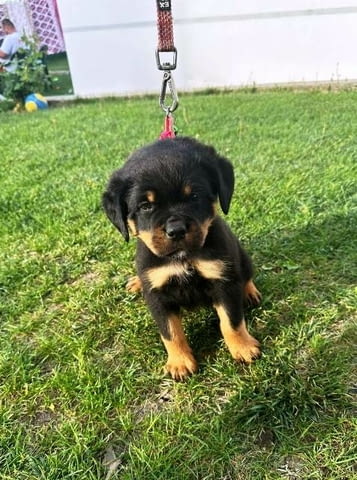 Кученца ротвайлер Rottweiler, Vaccinated - Yes - city of Sofia | Dogs - снимка 6