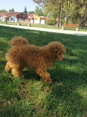 Пудел червено джудже мъжки Toy Poodle, Vaccinated - Yes, Dewormed - Yes - city of Izvun Bulgaria | Dogs - снимка 4