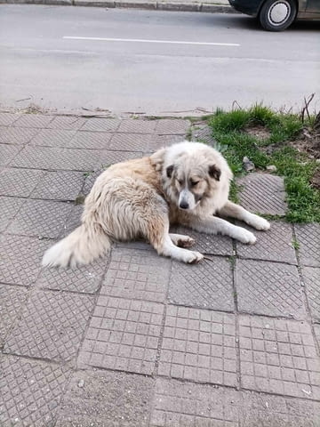 Търсим добри стопани Другa, 1 year, Vaccinated - No - city of Kazanlak | Dogs - снимка 1