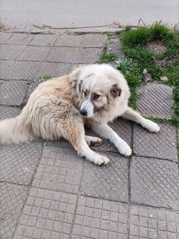 Търсим добри стопани Другa, 1 year, Vaccinated - No - city of Kazanlak | Dogs - снимка 2