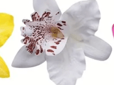 Шнолка-щипка Орхидея