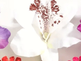 Шнолка-щипка Орхидея