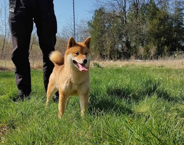 Shiba Inu dogs for sale Vaccinated - Yes, For Breeding - Yes, Dewormed - Yes - city of Blagoevgrad | Dogs - снимка 2