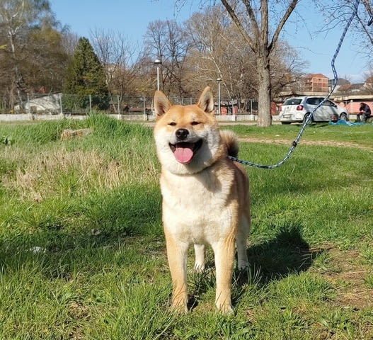 Shiba Inu dogs for sale Vaccinated - Yes, For Breeding - Yes, Dewormed - Yes - city of Blagoevgrad | Dogs - снимка 3