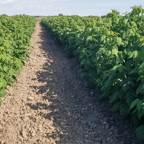 Продавам високо качествен посадъчен материал- касис, град Бургас | Цветя / Растения / Саксии - снимка 1