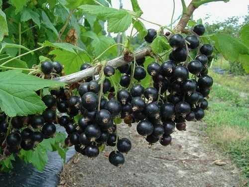 Продавам високо качествен посадъчен материал- касис, град Бургас | Цветя / Растения / Саксии - снимка 2