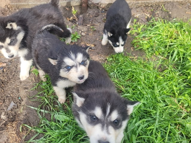 Продавам чистокръвни хъскита Siberian Husky, 1 Month, Vaccinated - No - city of Samokov | Dogs - снимка 2