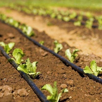 СЛОВБУЛ СОЛАНУМ – зеленчукови семена и продукти за земеделието
