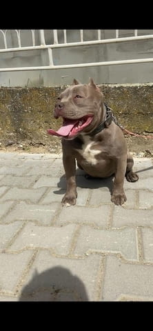 American bully pocket champagne женски