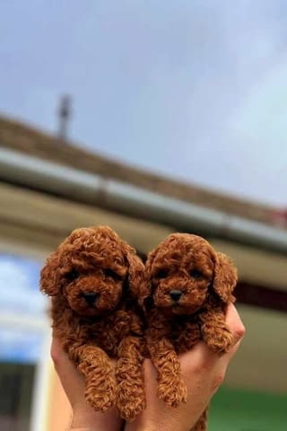 Играчка и кученца мини пудел Mini Poodle - city of Sofia | Dogs - снимка 5