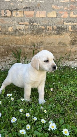 Лабрадор Ретривър кученца Labrador Retriever, 2 Months, Vaccinated - Yes - city of Izvun Bulgaria | Dogs - снимка 3