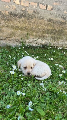 Лабрадор Ретривър кученца Labrador Retriever, 2 Months, Vaccinated - Yes - city of Izvun Bulgaria | Dogs - снимка 4