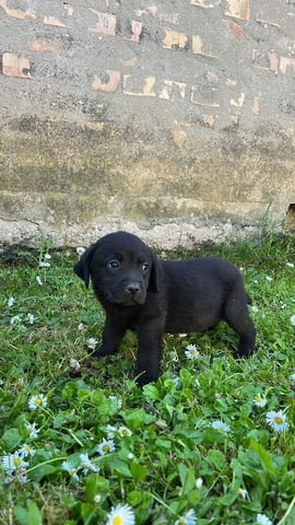 Лабрадор Ретривър кученца Labrador Retriever, 2 Months, Vaccinated - Yes - city of Izvun Bulgaria | Dogs - снимка 7