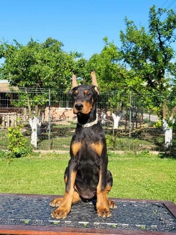 Доберман кученца 3 месеца, Ваксинирано - Да - град София | Кучета - снимка 2