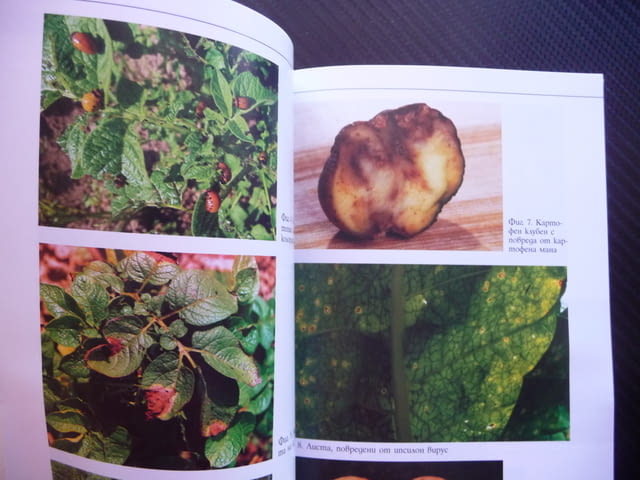 Колорадски бръмбар, неприятели и болести в зеленчуковата градина Мария Янакиева - снимка 2