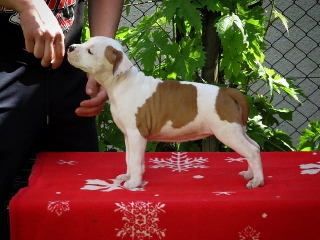 Американски стафордширски териер, кученца American Staffordshire Terrier, 2 Months, Vaccinated - Yes - city of Izvun Bulgaria | Dogs - снимка 1