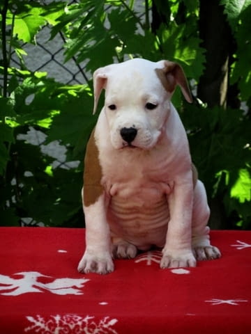 Американски стафордширски териер, кученца American Staffordshire Terrier, 2 Months, Vaccinated - Yes - city of Izvun Bulgaria | Dogs - снимка 2