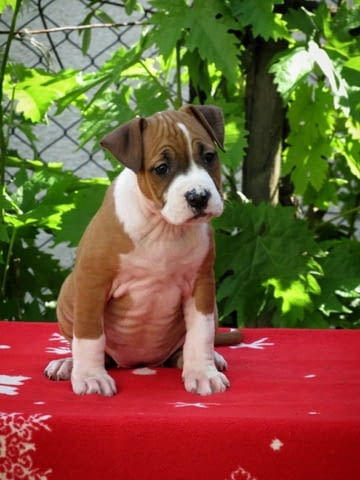 Американски стафордширски териер, кученца American Staffordshire Terrier, 2 Months, Vaccinated - Yes - city of Izvun Bulgaria | Dogs - снимка 3