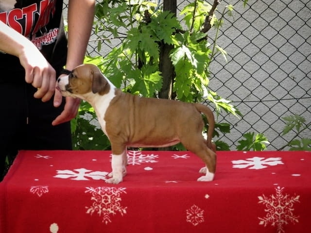 Американски стафордширски териер, кученца American Staffordshire Terrier, 2 Months, Vaccinated - Yes - city of Izvun Bulgaria | Dogs - снимка 4