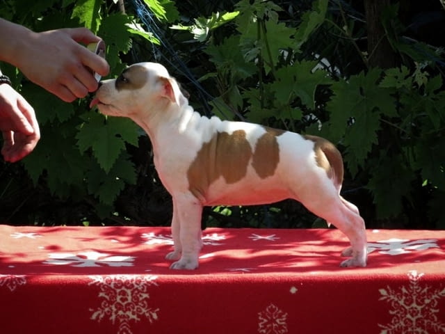 Американски стафордширски териер, кученца American Staffordshire Terrier, 2 Months, Vaccinated - Yes - city of Izvun Bulgaria | Dogs - снимка 7