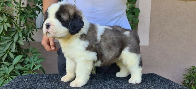 Санбернари Longcoated St. Bernard, 2 Months, Vaccinated - Yes - city of Sofia | Dogs - снимка 2