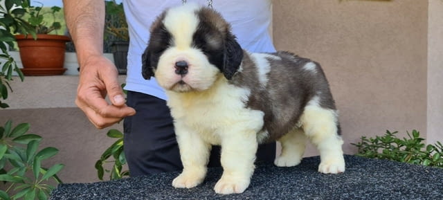 Санбернари Longcoated St. Bernard, 2 Months, Vaccinated - Yes - city of Sofia | Dogs - снимка 1