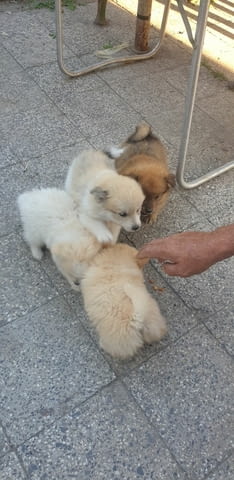Малки и игриви кученца Померан Померан (Малък английски шпиц), 3 месеца, Ваксинирано - Да - град Хасково | Кучета - снимка 1