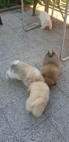 Малки и игриви кученца Померан Померан (Малък английски шпиц), 3 месеца, Ваксинирано - Да - град Хасково | Кучета - снимка 2