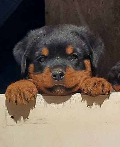 Кученца ротвайлер Ротвайлер, 2 месеца, Ваксинирано - Да - град Извън България | Кучета - снимка 4