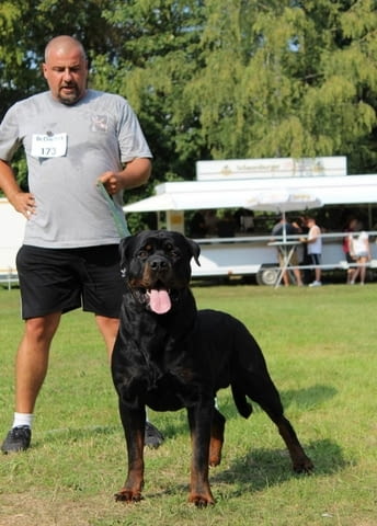 Кученца ротвайлер Rottweiler, 2 Months, Vaccinated - Yes - city of Izvun Bulgaria | Dogs - снимка 9