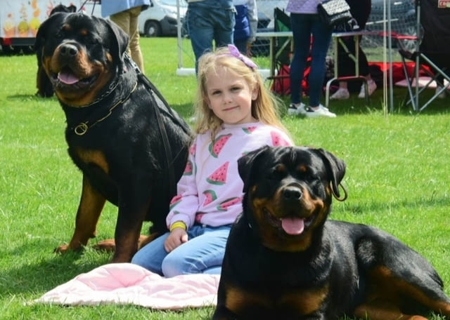 Кученца ротвайлер Rottweiler, 2 Months, Vaccinated - Yes - city of Izvun Bulgaria | Dogs - снимка 10