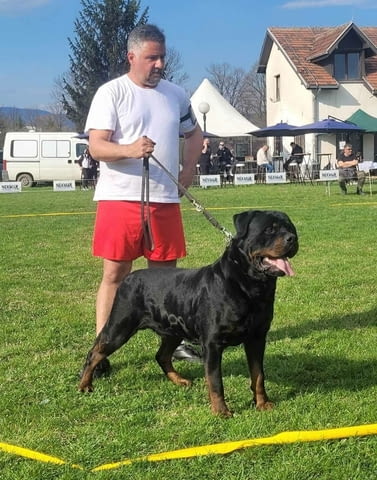 Кученца ротвайлер Rottweiler, 2 Months, Vaccinated - Yes - city of Izvun Bulgaria | Dogs - снимка 11