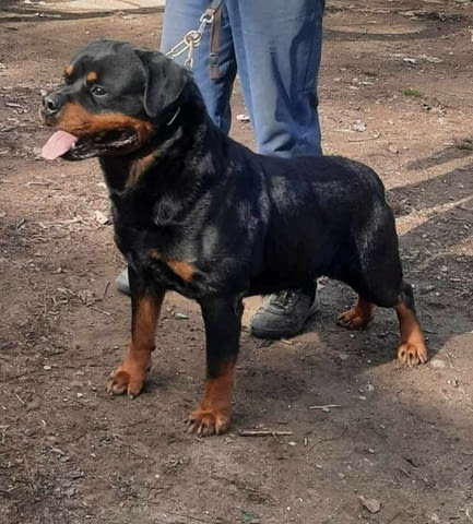 Кученца ротвайлер Rottweiler, 2 Months, Vaccinated - Yes - city of Izvun Bulgaria | Dogs - снимка 12