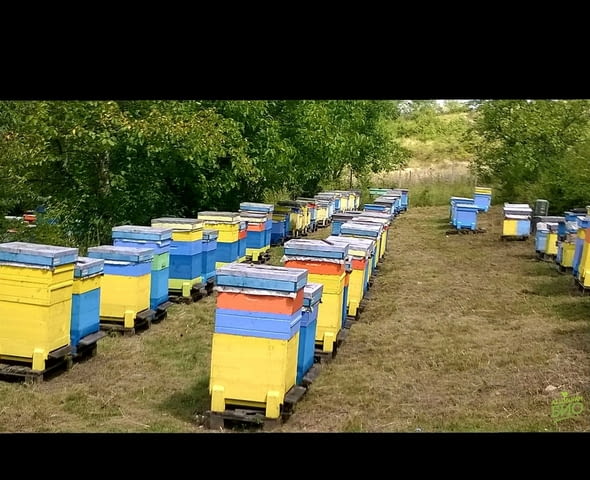 Продавам кошери - village Zafirovo | Bee Keeping