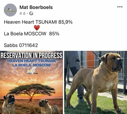 Южноафрикански мастиф - Boerboel кученца Другa, Vaccinated - Yes, Dewormed - Yes - city of Izvun Bulgaria | Dogs - снимка 2