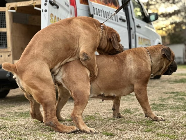 Южноафрикански мастиф - Boerboel кученца Другa, Ваксинирано - Да, Обезпаразитено - Да - град Извън България | Кучета - снимка 5