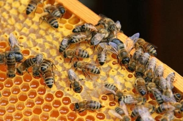 Курс по ”Основи на пчеларството” - city of Burgas | Professional Training
