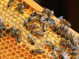 Курс по ”Основи на пчеларството”