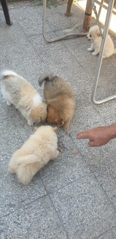 Maлки шпицове Pomeranian, 2 Months, Vaccinated - Yes - city of Haskovo | Dogs - снимка 2