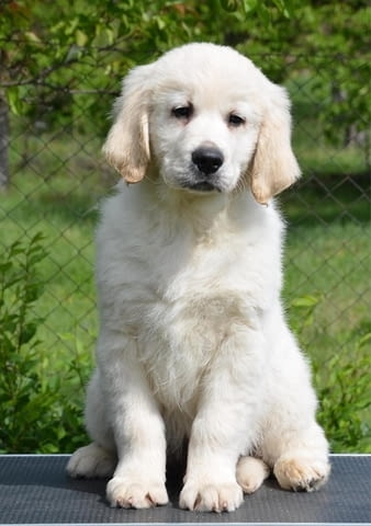 Голдън ретривър, мъжко кученце Голдън ртривър, 2 месеца, Ваксинирано - Да - град Извън България | Кучета - снимка 3