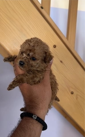 Пудел играчка красиви кученца Mini Poodle, 3 Months, Vaccinated - Yes - city of Izvun Bulgaria | Dogs - снимка 4