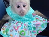 Продавам страхотни бебета маймунки капуцин