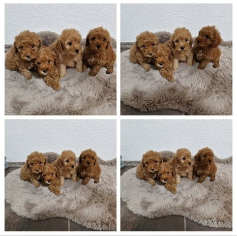 Играчка пудел, отлично родословие Toy Poodle, 2 Months, Vaccinated - Yes - city of Izvun Bulgaria | Dogs - снимка 1