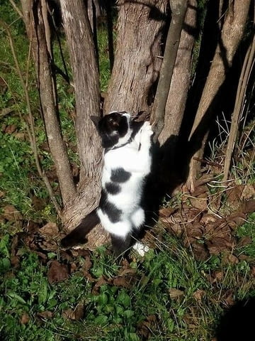 Самостоятелна вила на Килифаревския манастир, 10 км от Велико Търново - снимка 12