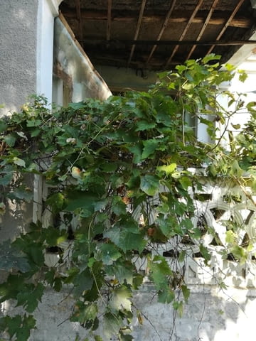 Предлагам къща в Плиска след ремонт, гараж, city of Pliska | Houses & Villas - снимка 2