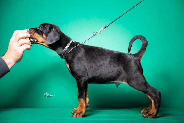 Доберман кученца за продажба Ваксинирано - Да, Обезпаразитено - Да, С чип - Да - град Извън България | Кучета - снимка 5