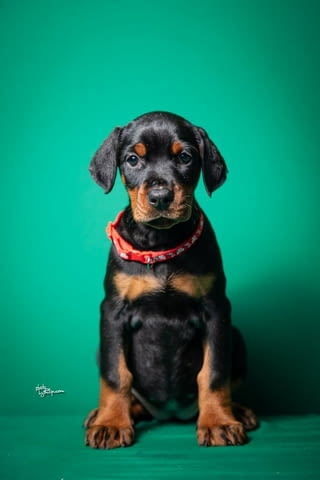 Доберман кученца за продажба Ваксинирано - Да, Обезпаразитено - Да, С чип - Да - град Извън България | Кучета - снимка 6