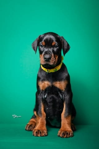 Доберман кученца за продажба Ваксинирано - Да, Обезпаразитено - Да, С чип - Да - град Извън България | Кучета - снимка 7