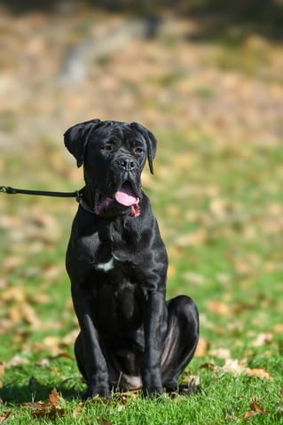 Продава се женско кученце Cane Corso Канекорсо, Ваксинирано - Да, Обезпаразитено - Да - град Извън България | Кучета - снимка 1