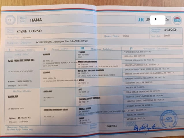 Продава се женско кученце Cane Corso Канекорсо, Ваксинирано - Да, Обезпаразитено - Да - град Извън България | Кучета - снимка 5